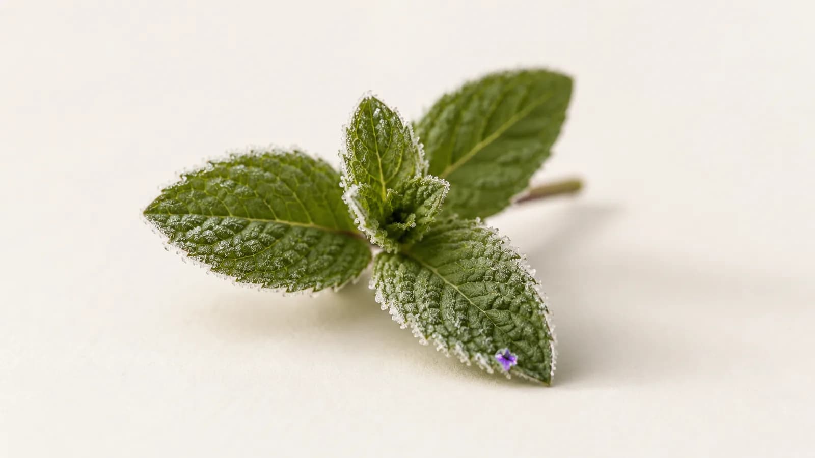 A sprig of fresh mint with frost forming along the leaf edges.